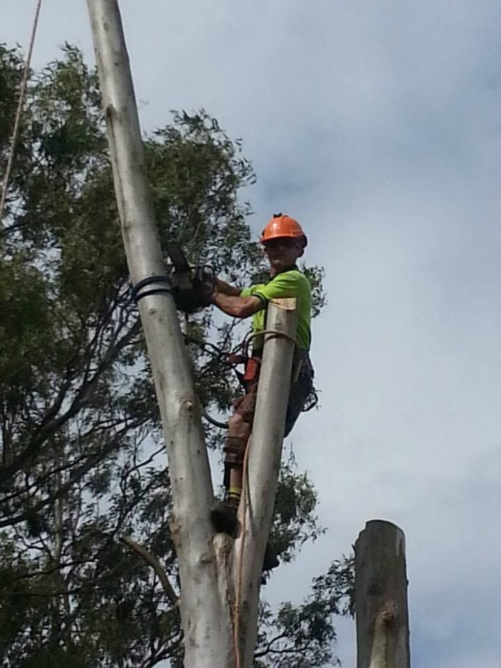 Crew member in an orange helmet high on a tall bare tree trunk against a cloudy sky