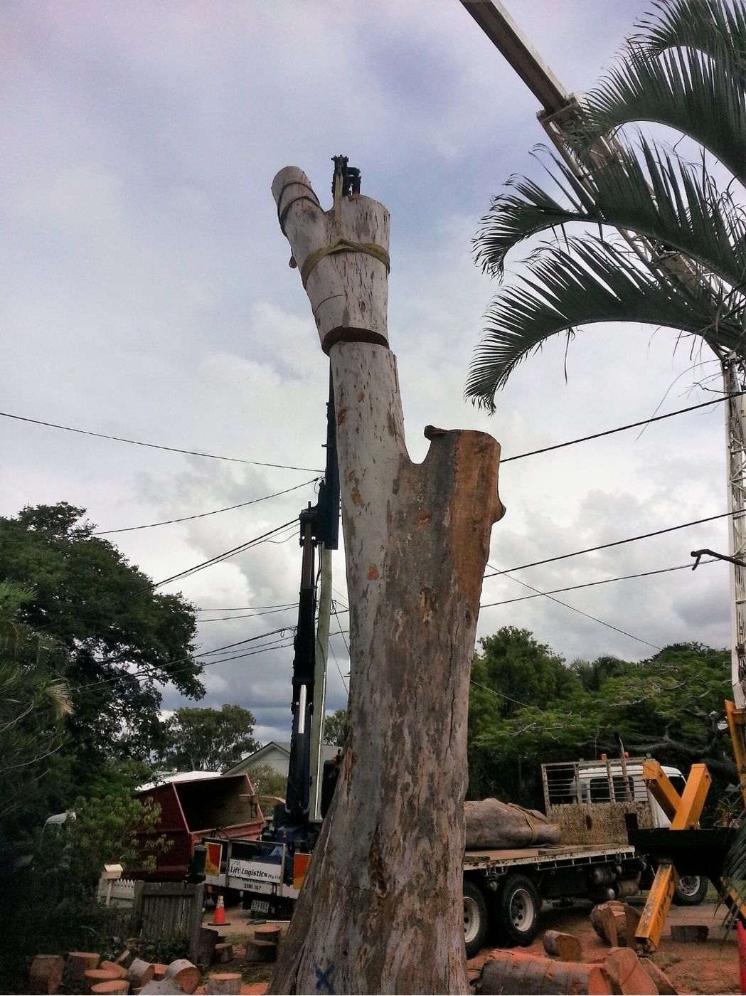 Crane truck lifting a log section off a tall bare trunk with a palm and power lines behind