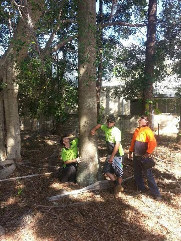 Three crew members in hi-vis workwear standing at the foot of a large tree