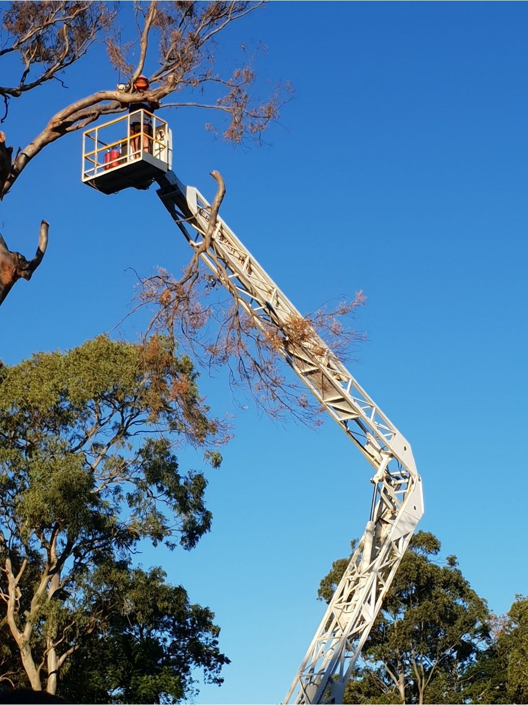 Tree Problem No Problem crew member in an elevated work platform trimming a gum tree against a blue sky