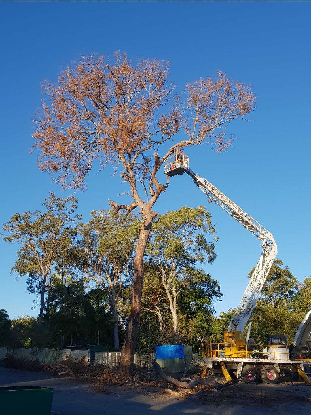Dying gum tree beside an elevated work platform