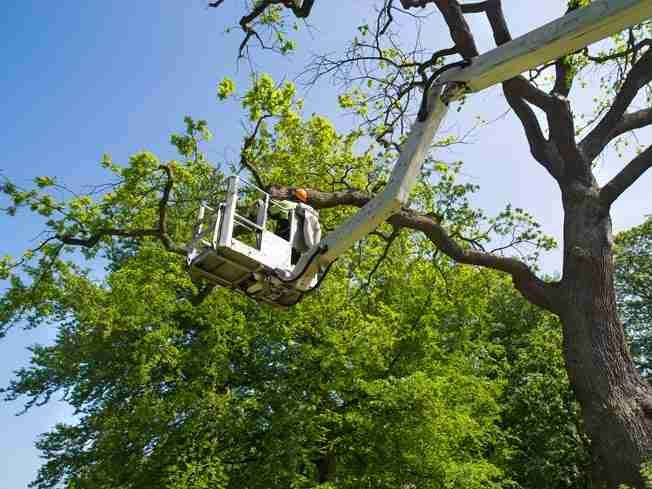 Crew member trimming a leafy tree from an elevated work platform