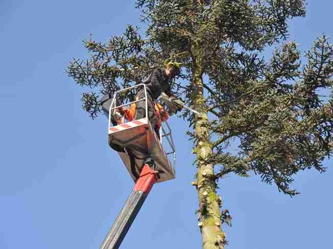 Crew member in a platform basket working on a tall tree against a blue sky