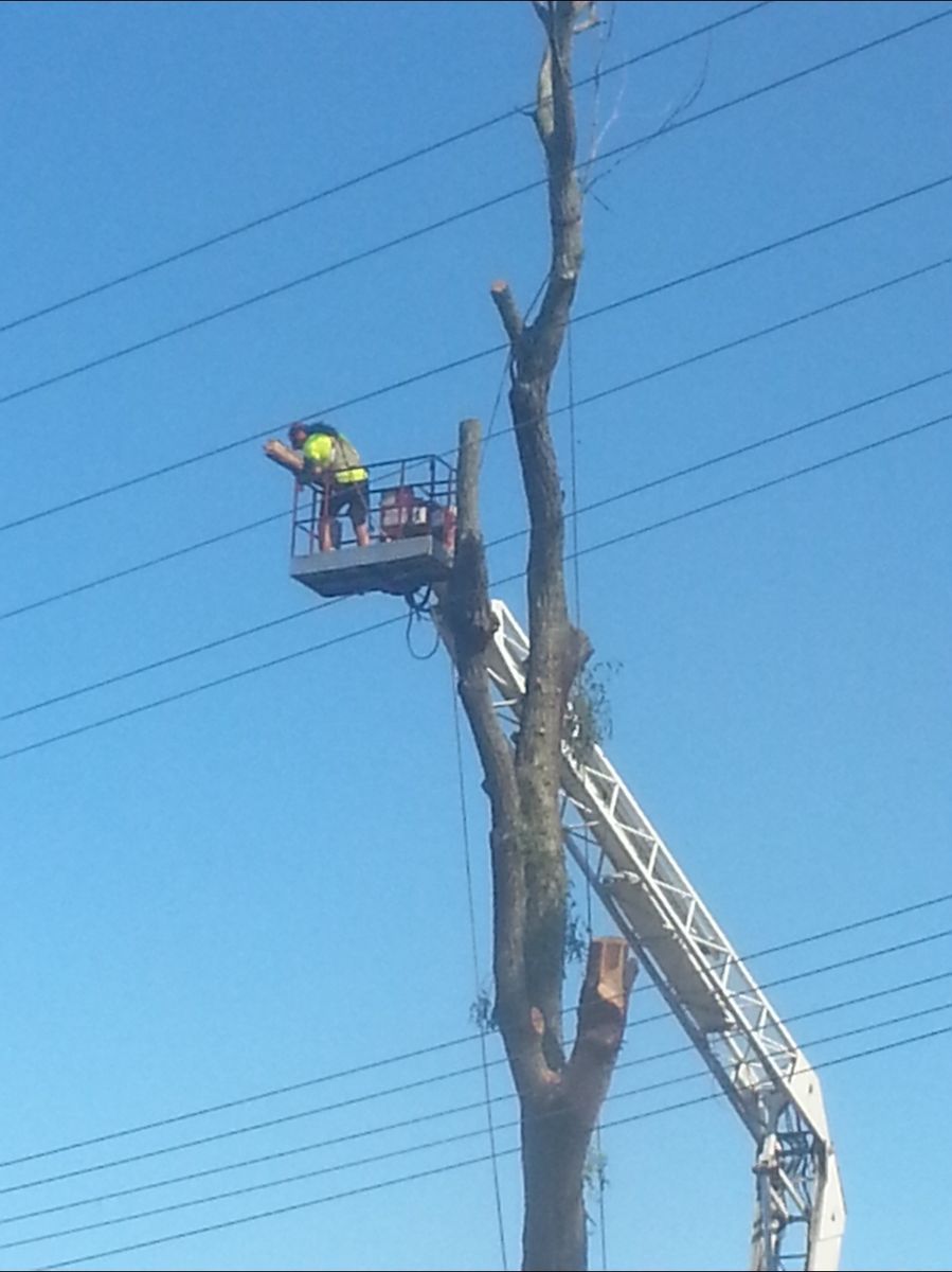 Crew member cutting a tree near power lines from an elevated work platform