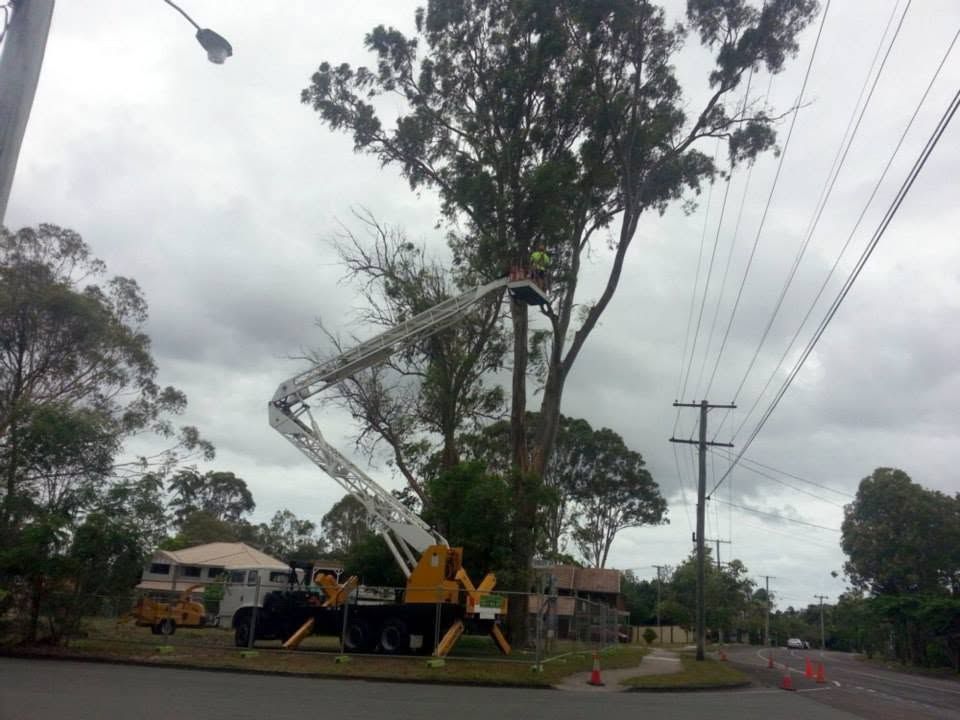 Elevated work platform set up beside a road next to a tall tree, with power lines overhead