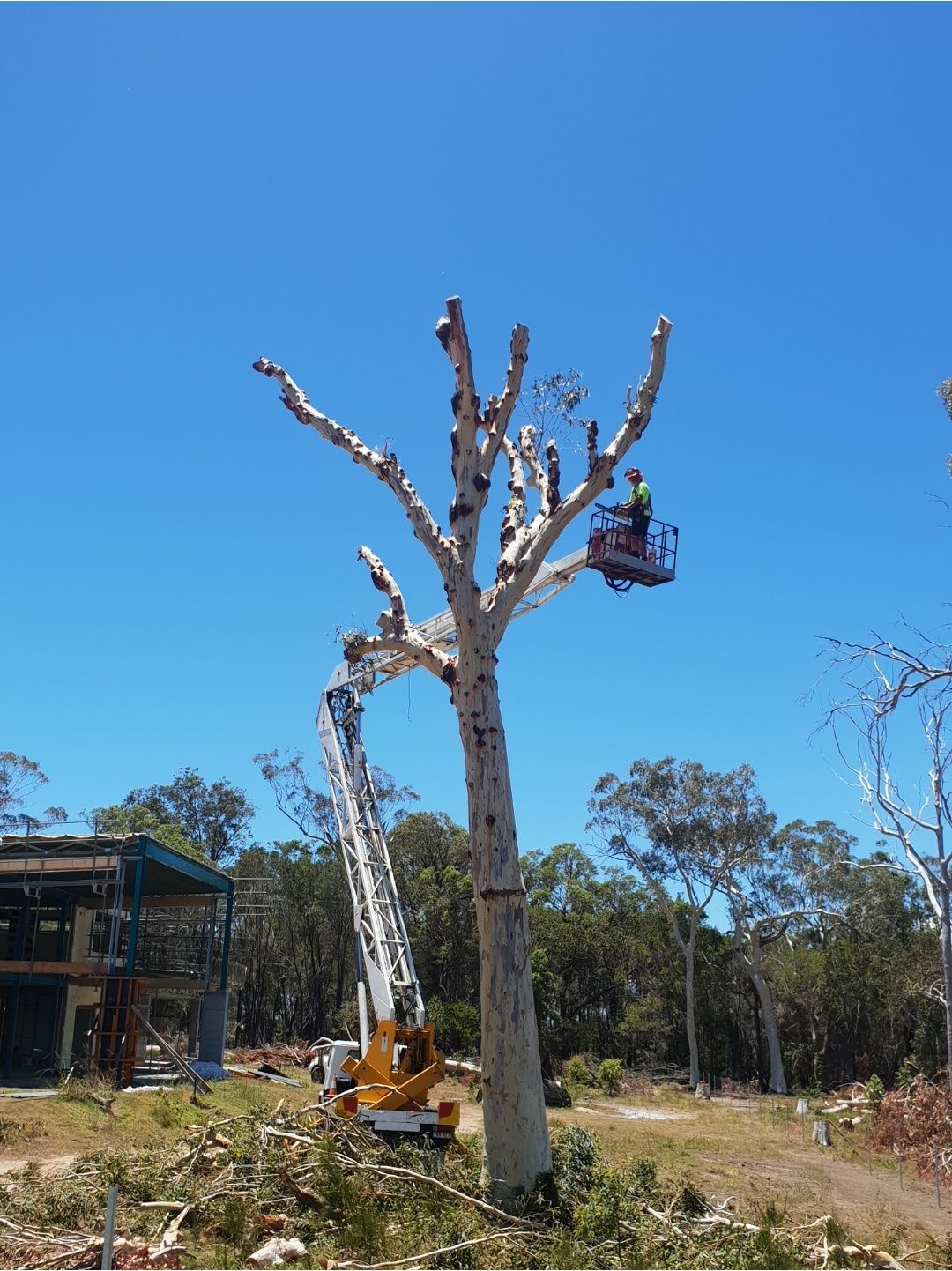 Elevated work platform beside a tall gum stripped of its branches