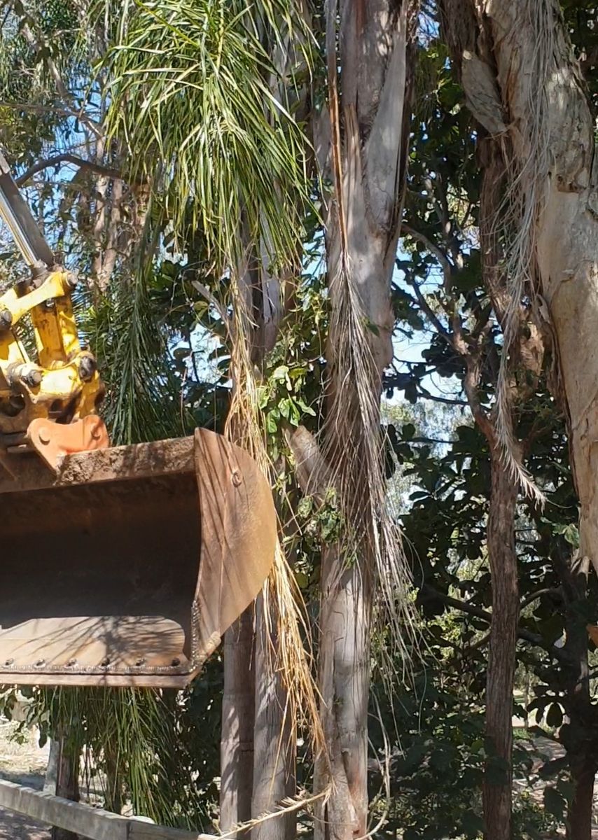 Excavator bucket clearing trees and palms on a block
