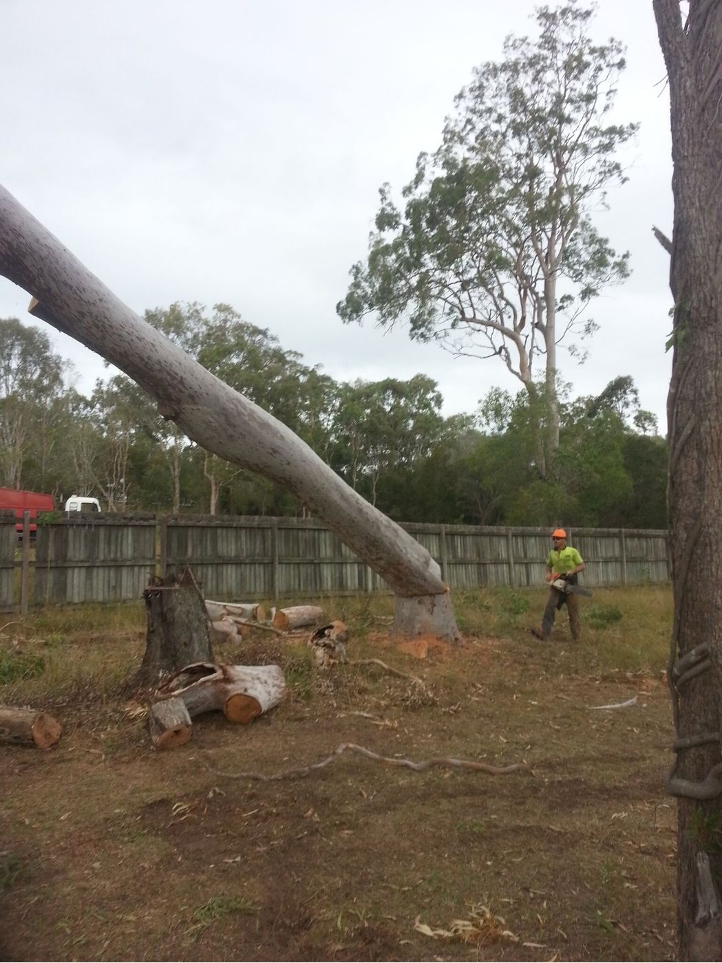 Felled gum and stumps on a cleared block