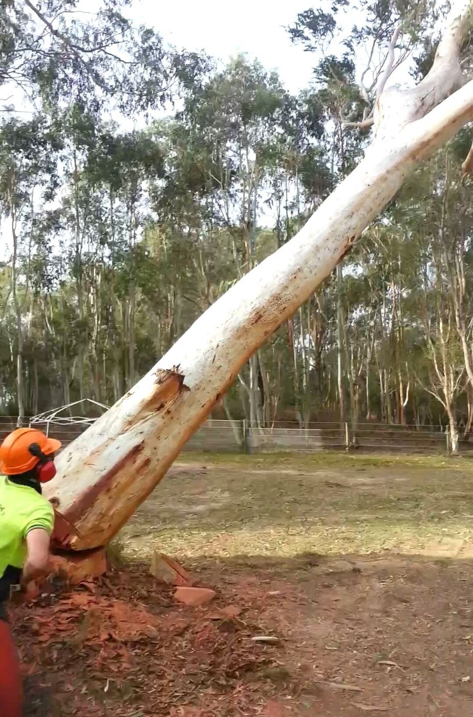 Crew member in hi-vis guiding a cut trunk to the ground on a cleared block