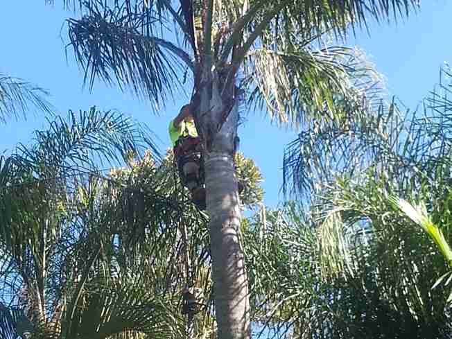 Crew member at the top of a tall palm