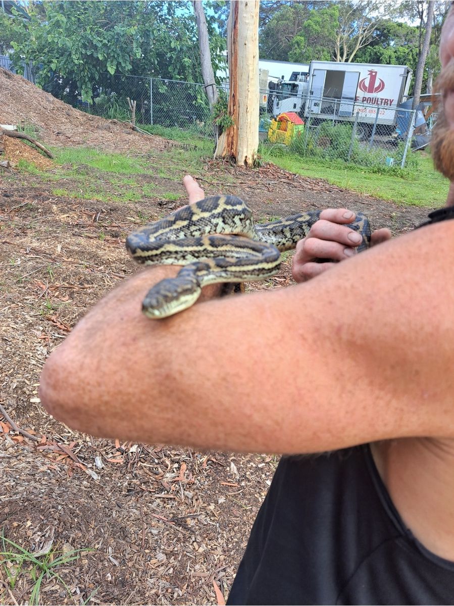 Carpet python draped over an arm on a job site