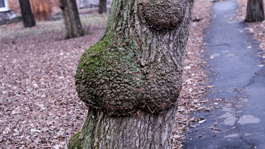 Reasons For Tree Removal - Disease