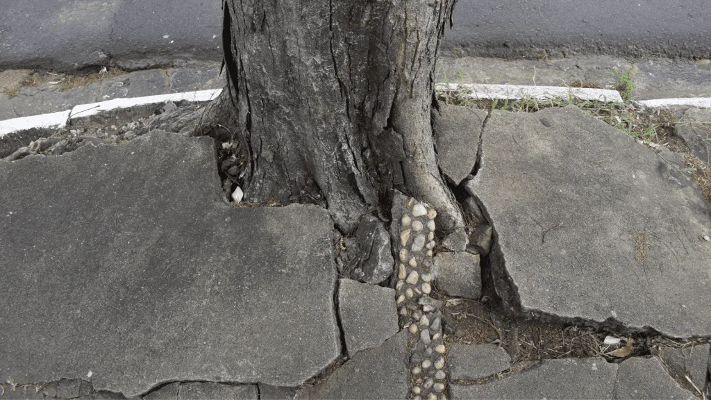 Reasons For Tree Removal - Environmental