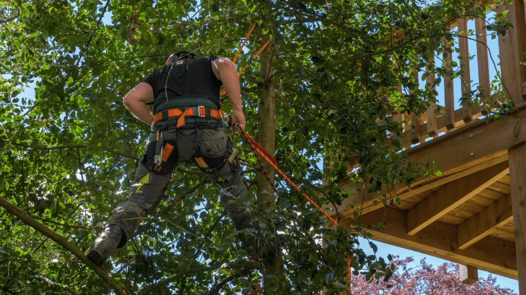 Reasons For Tree Removal - Overgrowth